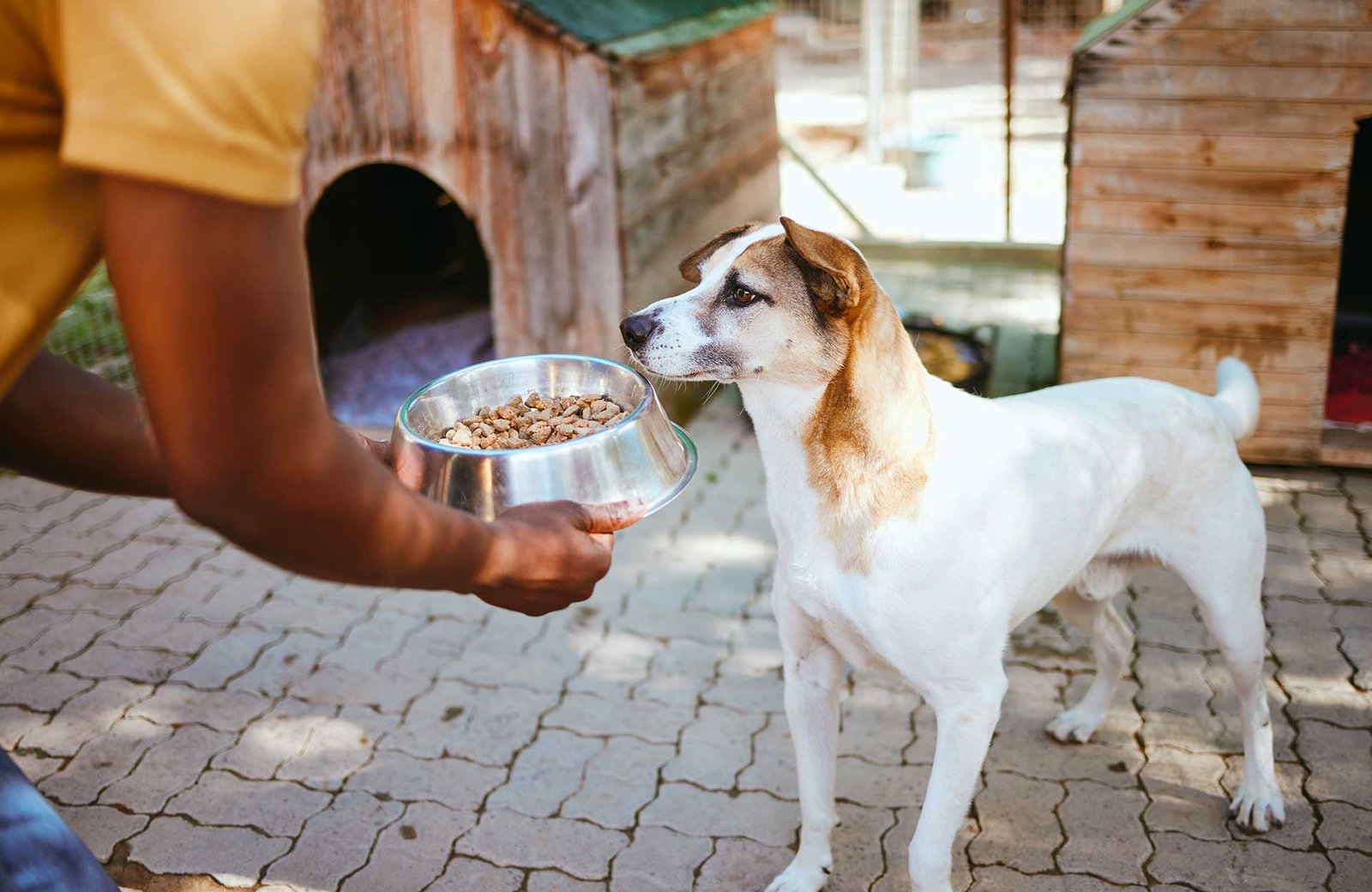 dog-food-and-animal-shelter-with-a-volunteer-work-2023-11-27-05-30-45-utc.jpg