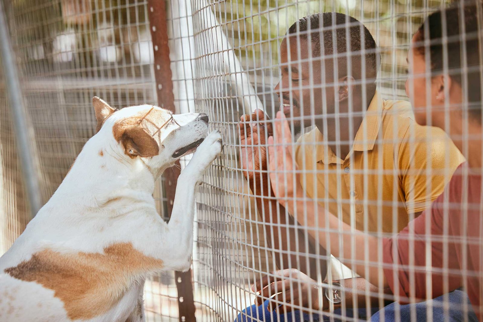 fence-dog-or-couple-with-empathy-at-an-adoption-s-2023-11-27-05-18-41-utc.jpg